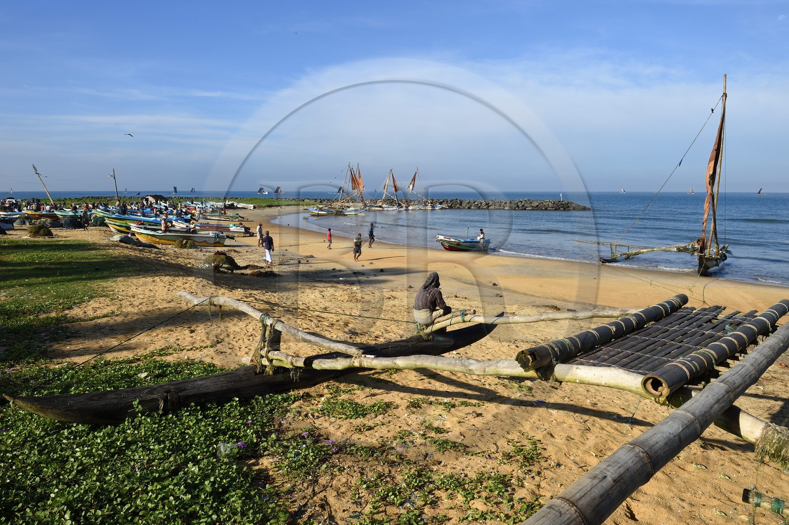 Sri Lanka, Province de l'Ouest, Negombo, retour des pecheurs et de leur catamarans traditionnels après la peche du matin sur la plage de Porathota