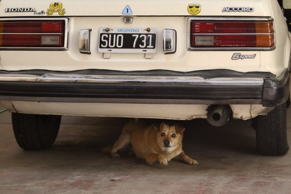 Argentina, Buenos Aires, Palermo district, dog and car