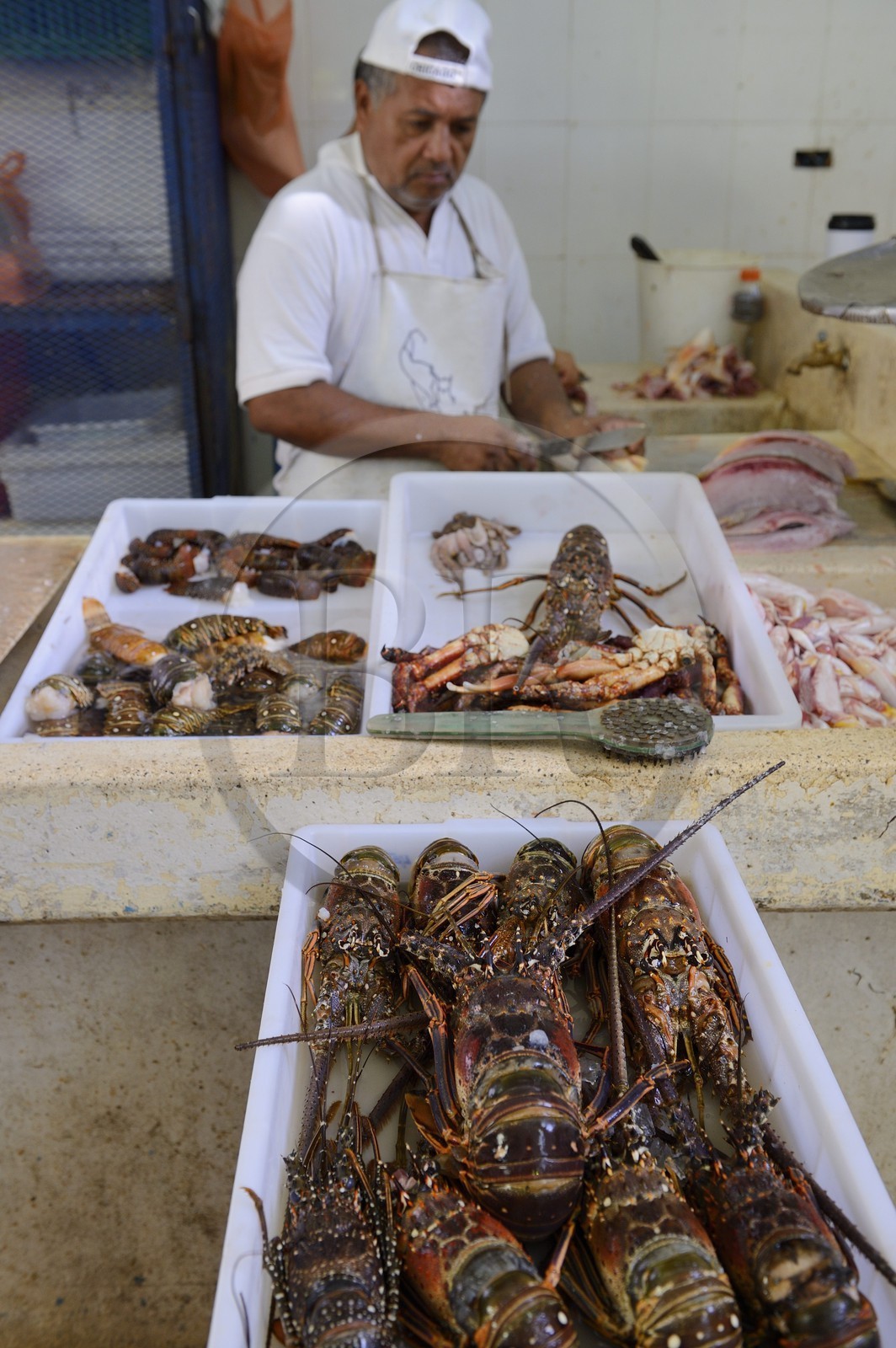 Panama, Panama City, quartier de Santa Ana, le marché aux poisson (Mercado de Mariscos)