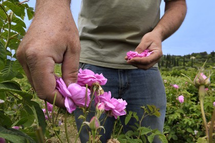France, Alpes-Maritimes, Mouans-Sartoux around Grasse, Gardens of the International Perfume Museum (Jardins du Musée International de la Parfumerie), Centifolia rose