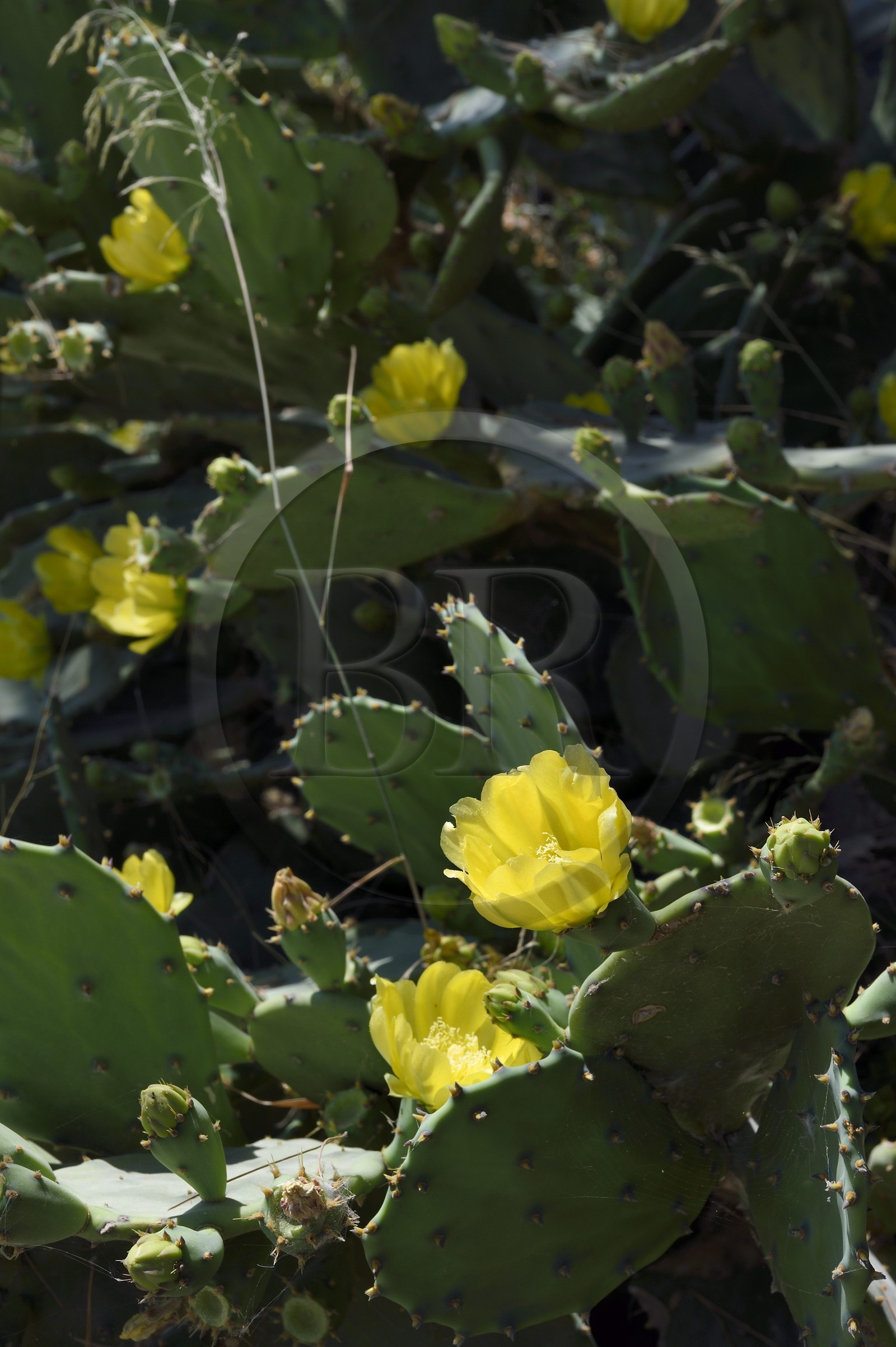 France, Bouches-du-Rhône (13), Marseille, Parc national des Calanques, Calanque de Sormiou, fleur de figuier de Barbarie (Opuntia ficus-indica)