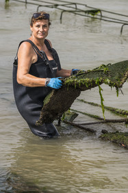 France, Charente-Maritime (17), Ile d'Oléron, Dolus-d’Oléron, les parcs du bassin de Marennes-Oléron dans le Pertuis d'Antioche, Nadia Quillet retourne des poches de crassostrea gigas dans ses parcs à huîtres à marée descendante
