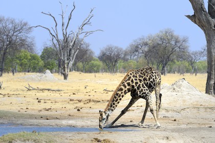 Zimbabwe, Matabeleland North Province, Hwange National Park, a giraffe (Giraffa camelopardalis) drinking at the pond