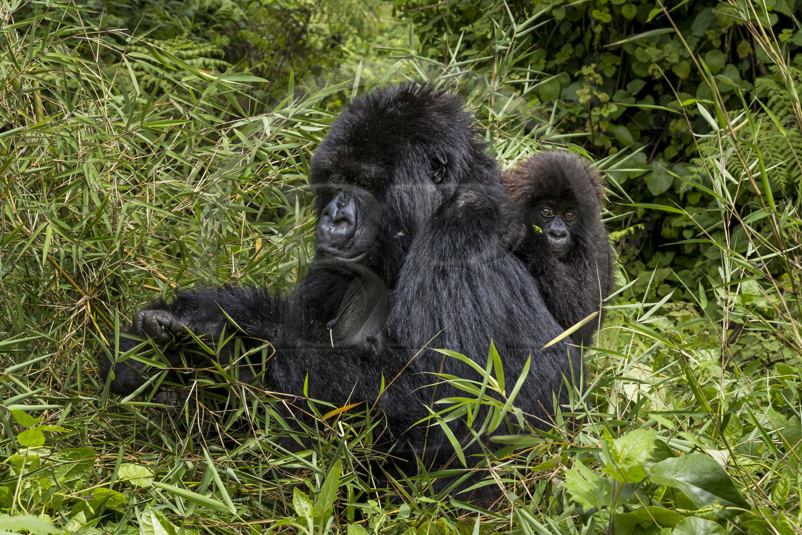Rwanda, Province du Nord, Parc National des Volcans dans la chaine des Monts Virunga, mont Karisimbi, gorilles des montagnes (Gorilla beringei beringei) du groupe Susa, mère avec son petit de 6 mois Rwanda, Province du Nord, Parc National des Volcans dans la chaine des Monts Virunga, mont Karisimbi, gorilles des montagnes (Gorilla beringei beringei) du groupe Susa, mère avec son petit de 6 mois