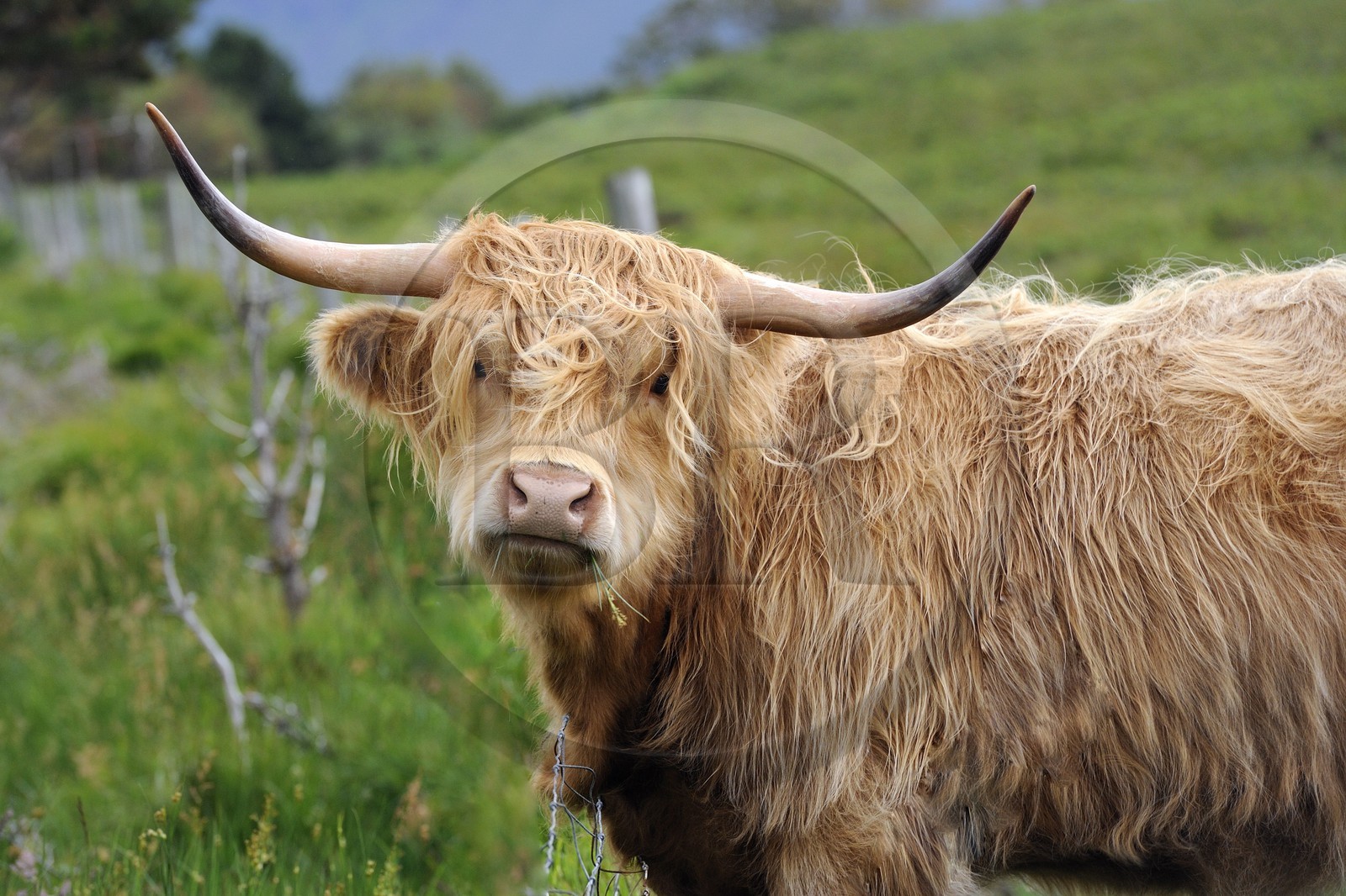 Royaume-Uni, Ecosse, Highland, Hébrides intérieures, Ile de Mull, vache de race Highland