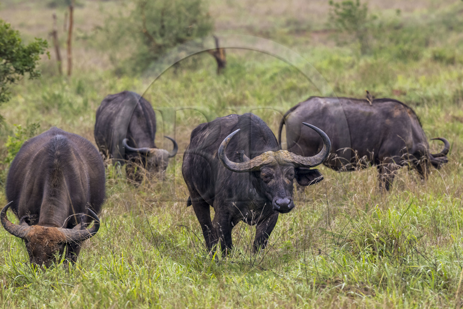 Rwanda, Parc national de l'Akagera, buffle noir des savanes (Syncerus caffer) dans la plaine