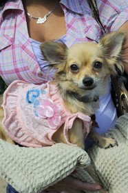 France, Paris (75), le Bois de Boulogne, promenade des chiens