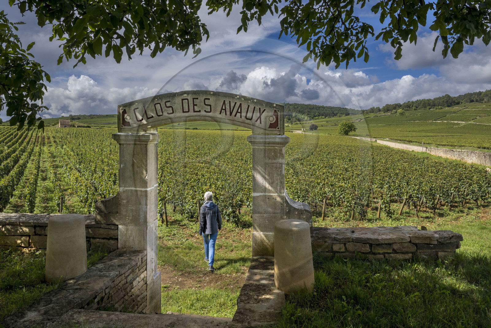 France, Côte-d'Or (21), les climats de Bourgogne classés Patrimoine Mondial de l'UNESCO, Route des Grands Crus, vignoble de la Côte de Beaune, Beaune La Montagne, vignobles des Hospices de Beaune le Clos des Avaux, un AOC Beaune 1er cru