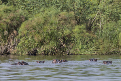 Rwanda, Parc national de l'Akagera, le lac Ihema, Hippopotames (Hippopotamus amphibius)