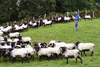 France, Pyrenees Atlantiques, Basque Country, Aldudes valley, Urepel, the manech black head sheep breeder Jean-Bernard Etchebarren