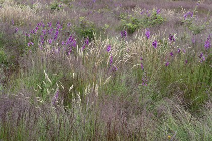 France, Ille-et-Vilaine (35), Saint-Just, la Lande de Cojoux, digitales pourpre (Digitalis purpurea)