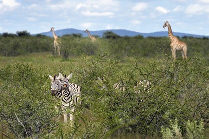 Namibia, Oshikoto region, Etosha National Park, Burchell's zebras (Equus burchellii) and giraffes (Giraffa camelopardalis)