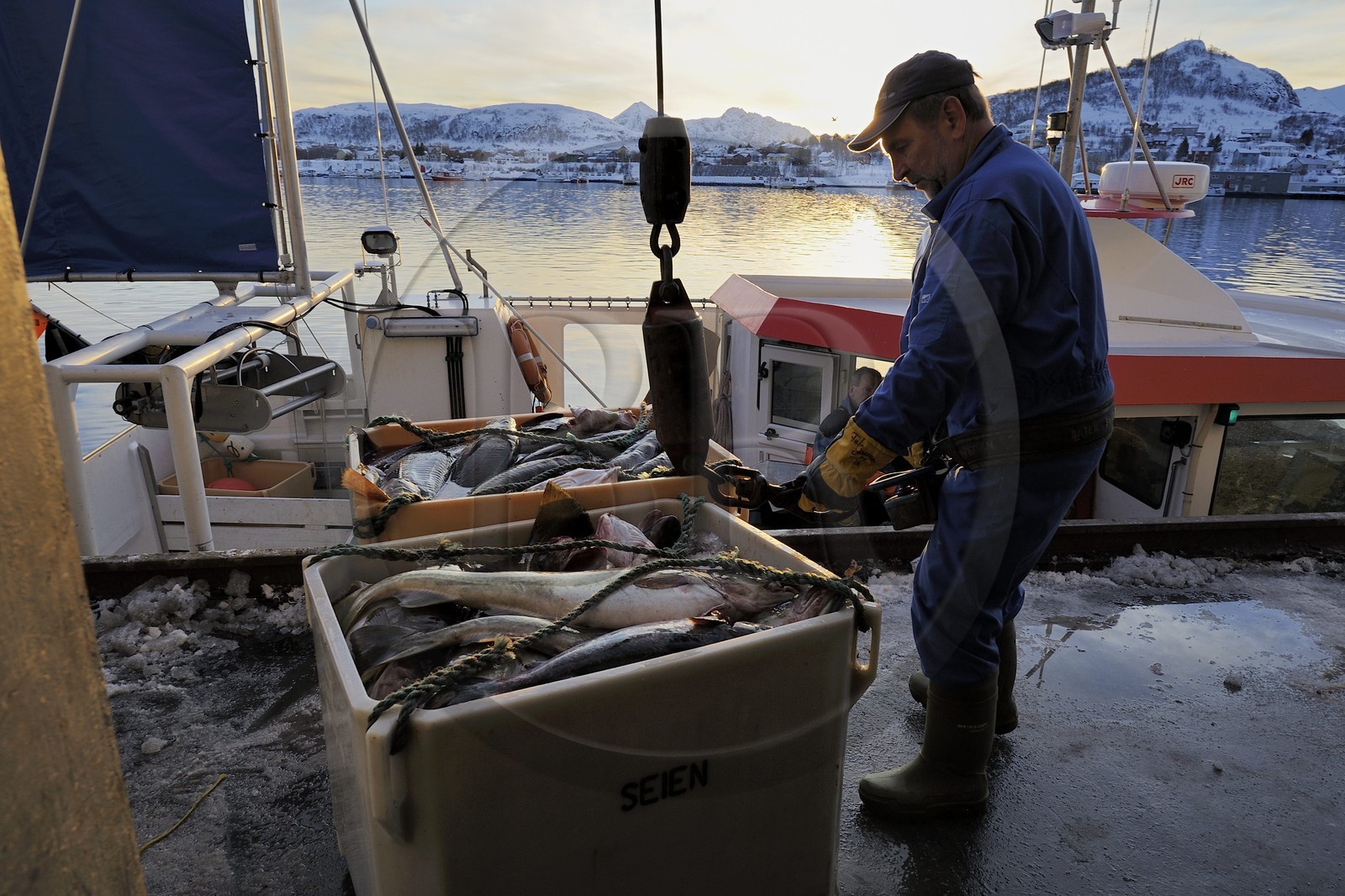 Norvège, Nordland, iles des Westeralen, port de Myre, débarquement du cabillaud skrei du bateau de pêche Norvège, Nordland, iles des Westeralen, port de Myre, débarquement du cabillaud skrei du bateau de pêche