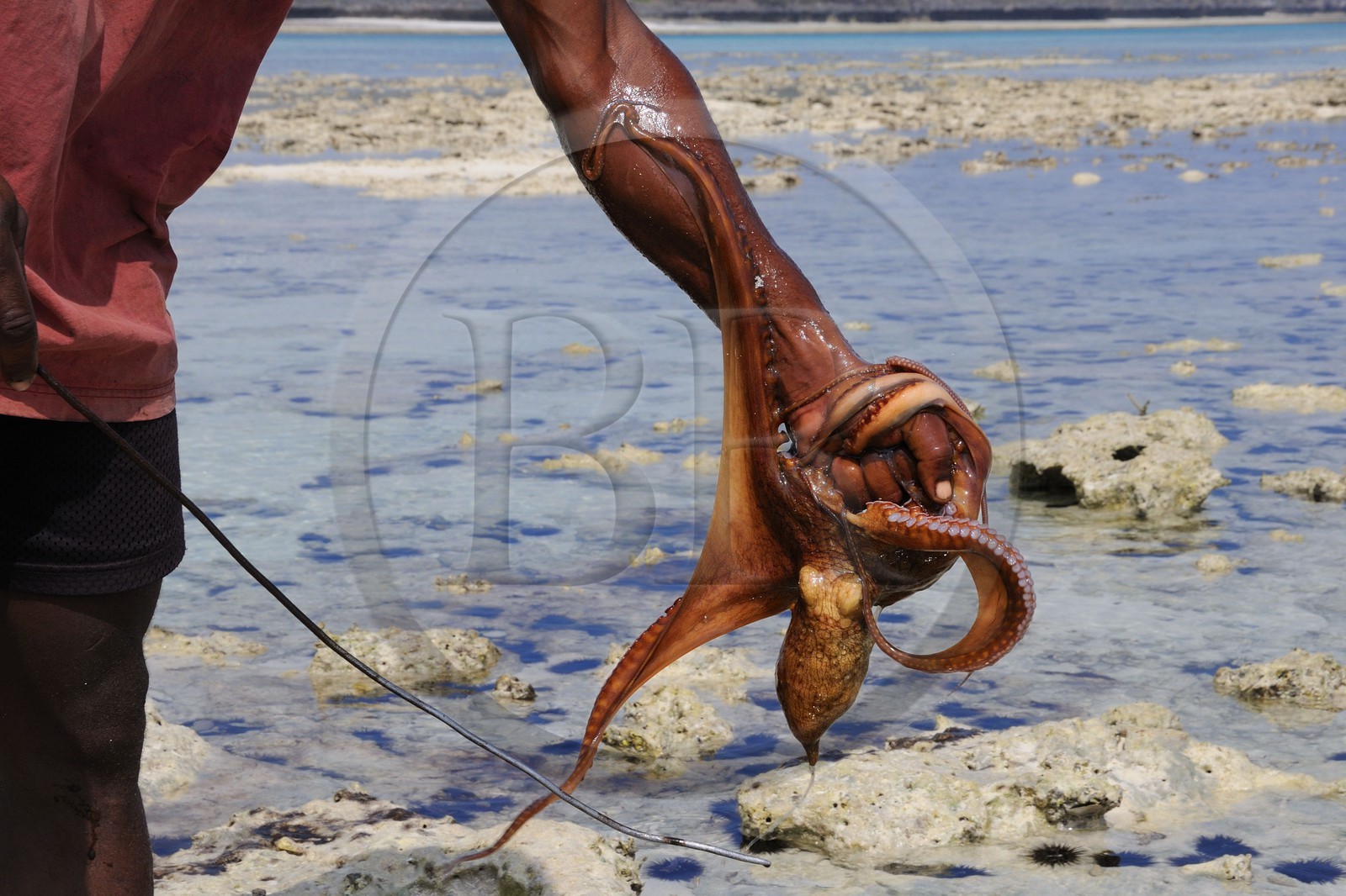 Tanzanie, archipel de Zanzibar, île de Unguja (Zanzibar), côte Sud-Est, Bwejuu, pêche à pied de poulpes sur le récif coralien à marée basse