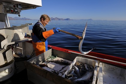 Norvège, Nordland, Îles Lofoten, pêche à la ligne professionnelle