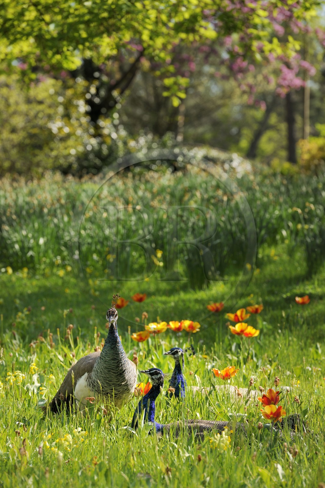 France, Paris (75), le Bois de Boulogne, parc de Bagatelle, paon