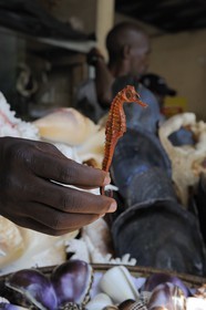 Tanzania, Dar es-Salaam, vendors of shells and dried Seahorses (Hippocampus ingens) at the Kivukoni fish market