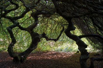 France, Marne, Parc Naturel de la Montagne de Reims (Natural Park of Montagne de Reims), Verzy, les Faux de Verzy, Verzy forest is the main nature reserve in the world for these extraordinary tortuous and winding beech trees