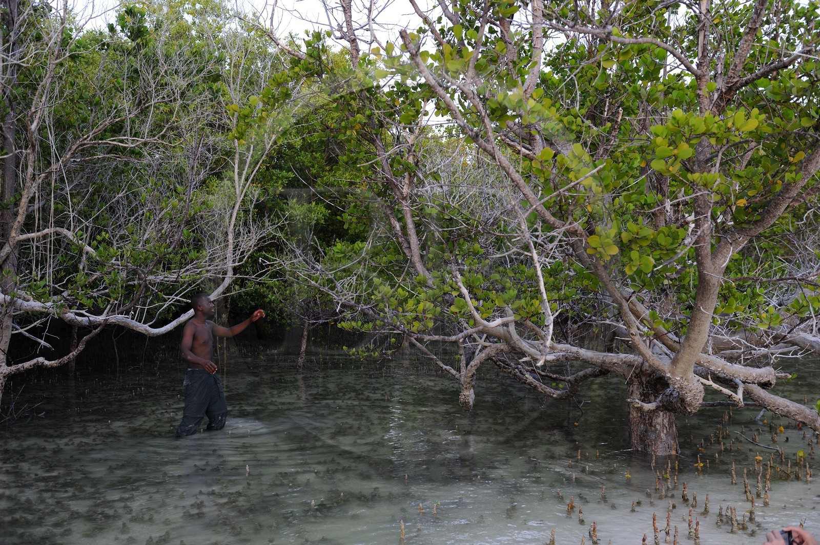 Tanzanie, archipel de Zanzibar, île de Unguja (Zanzibar), côte est, baie de Chwaka vers Michamvi, la mangrove