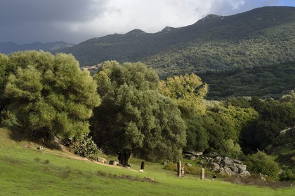 France, Corse du Sud, prehistoric site of Filitosa, alignment of menhirs statues