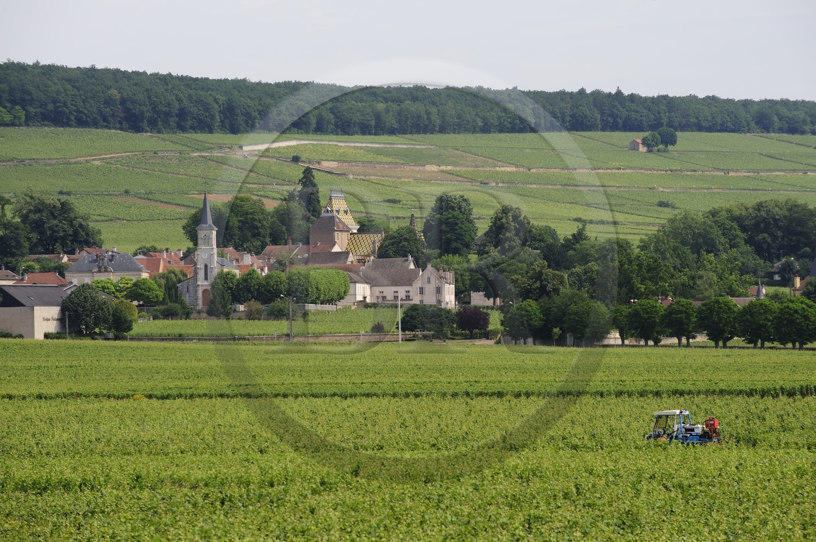 France, Côte d'Or (21), le village d'Aloxe-Corton au milieu de ses vignes