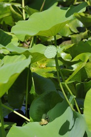France, Hérault (34), Montpellier, le Jardin des Plantes, grenouille sur feuille de lotus