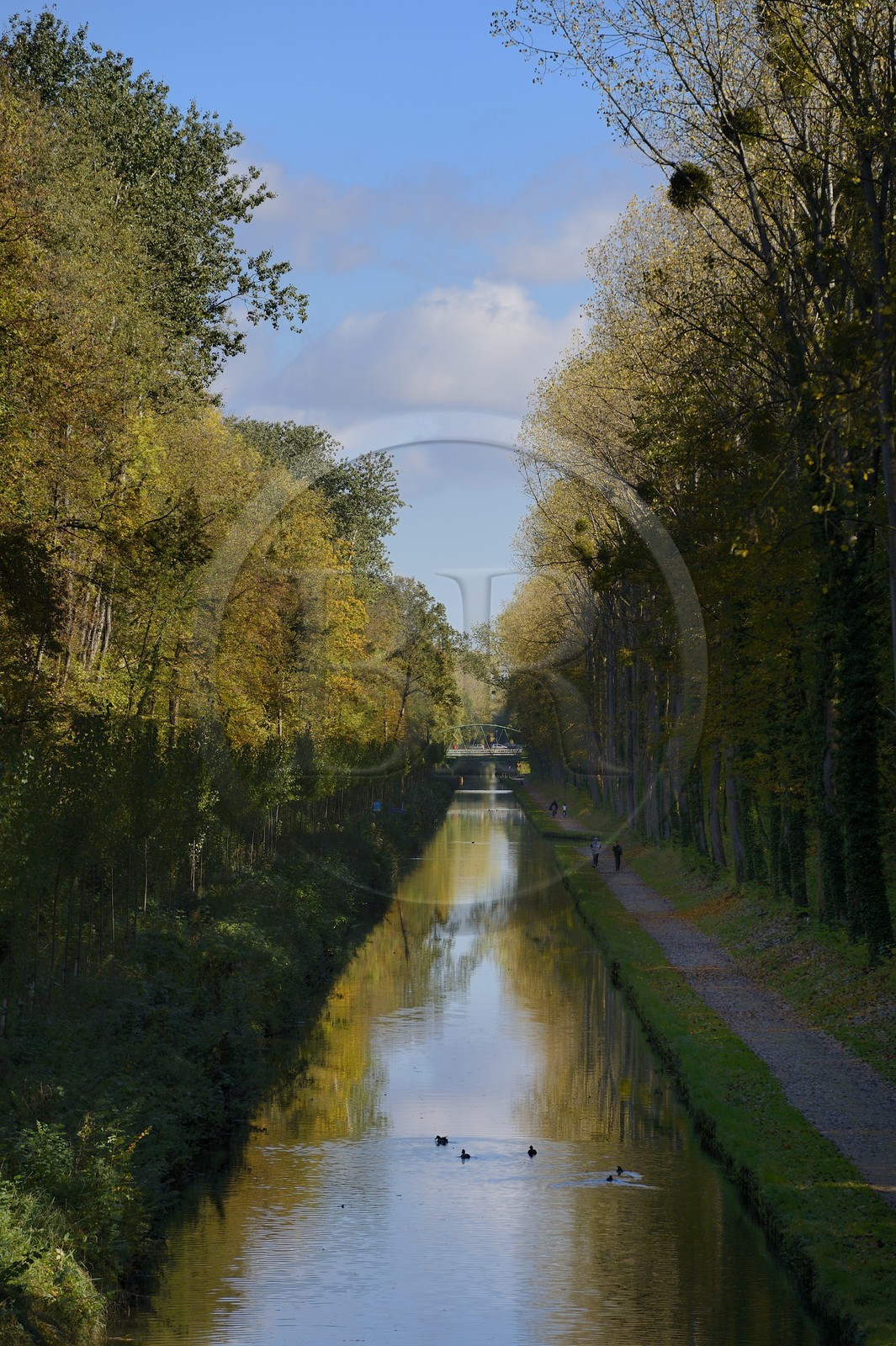 France, Seine-Saint-Denis (93), Sevran, le canal de l'Ourcq traverse le parc national forestier de la Poudrerie