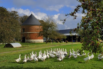 France, Seine-Maritime (76), Bretteville-du-Grand-Caux, clos-masure qui abrite l'Ecomusée de la Pomme et du Cidre au sein de la ferme, élevage d'oies normandes