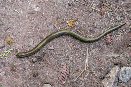 France, Cotes d'Armor, Grand Site de France Cap d'Erquy – Cap Frehel, Erquy,  slow worm (Anguis fragilis)