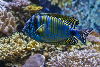 France, Finistère (29), Brest, Océanopolis, musée de la mer, Chirurgien-voilier (Zebrasoma desjardinii)