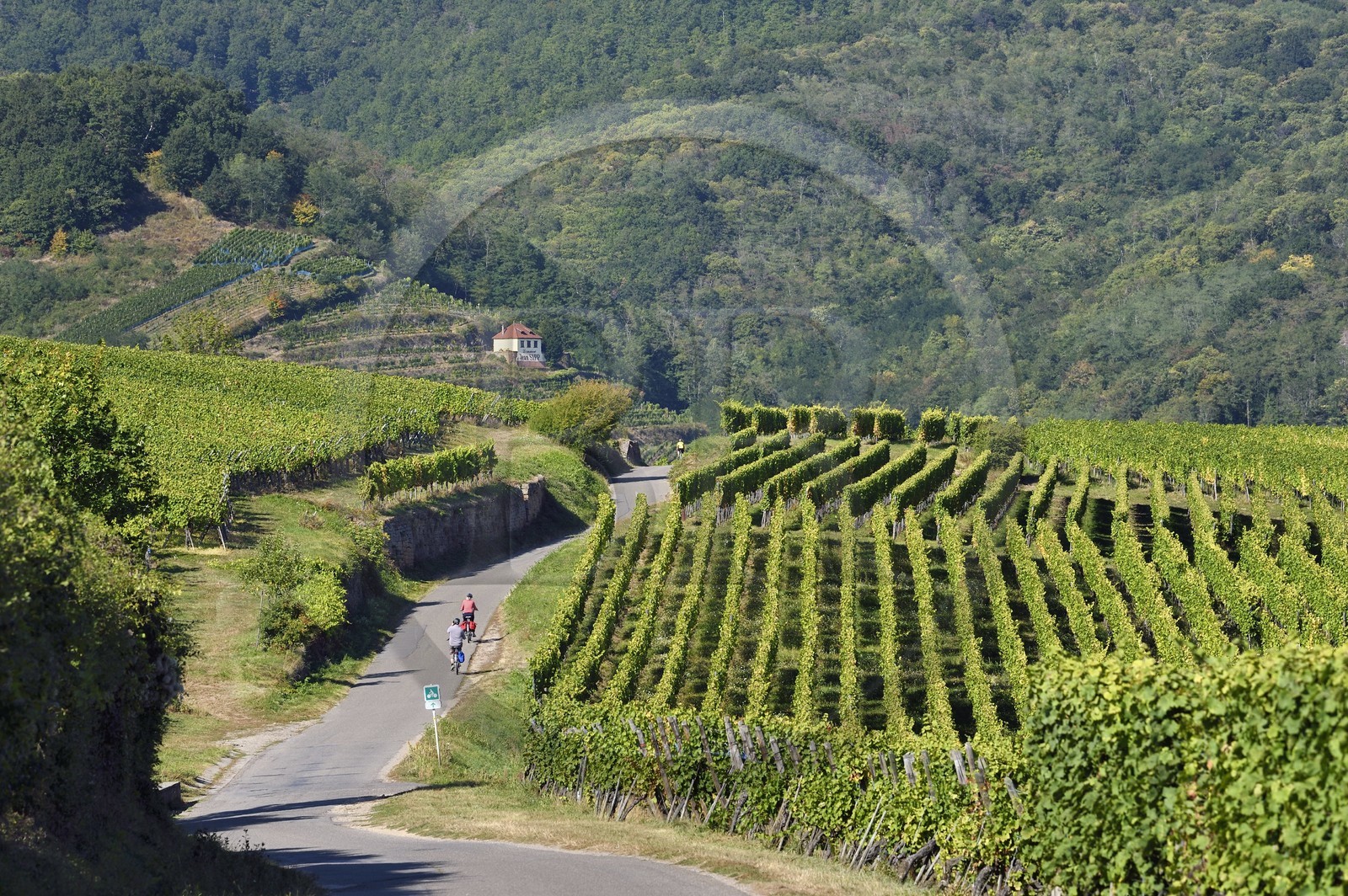 France, Haut Rhin, the Alsace Wine Route, the cycle route crosses the vineyard of Hunawihr