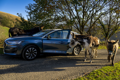 France, Pyrénées-Atlantiques (64), Pays-Basque, la vallée des Aldudes, âne