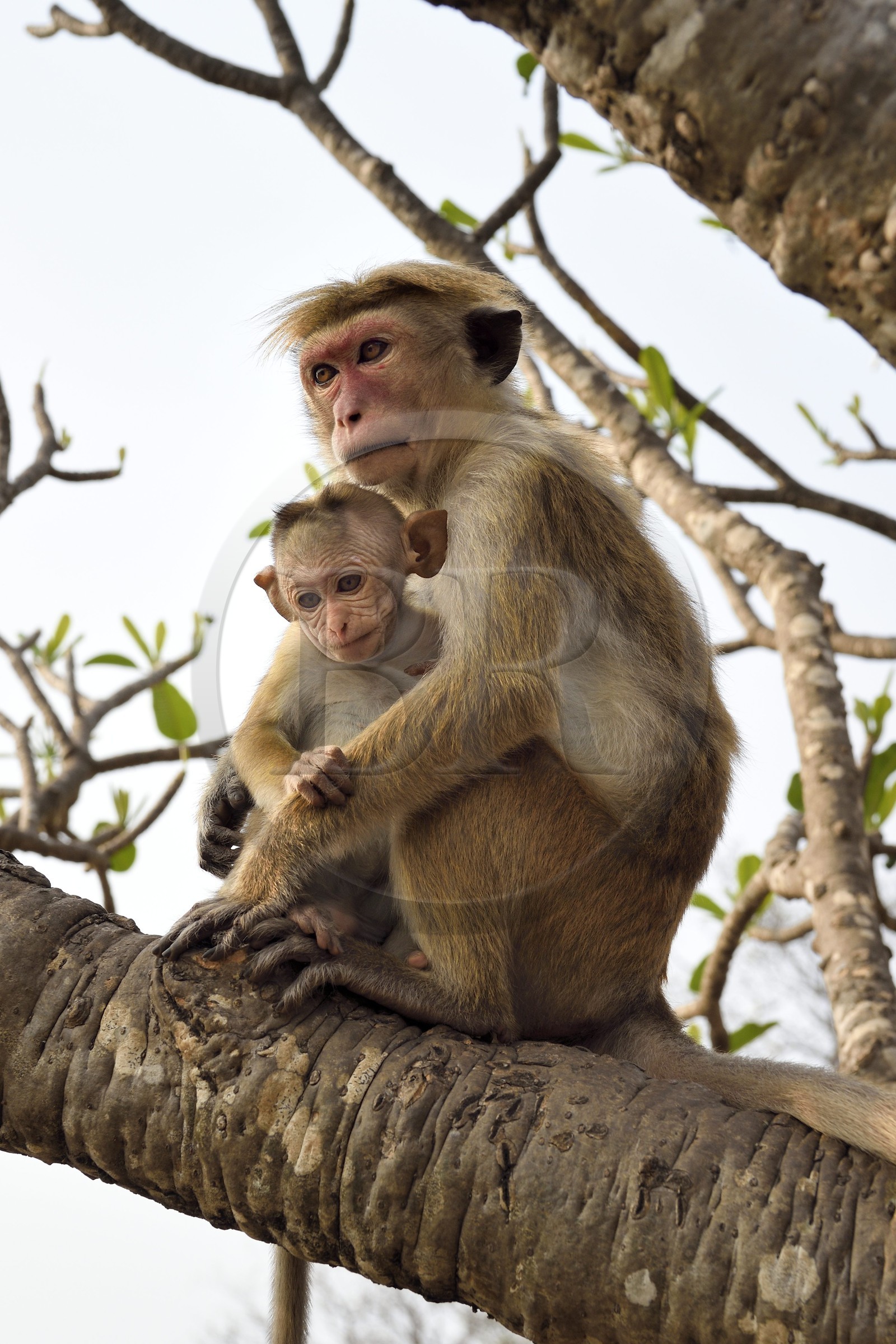 Sri Lanka, province centrale, district de Matale, Dambulla, Temple du Rocher Royal aussi appelé Ran Giri (Rocher doré), macaque à toque (Macaca sinica) et son petit