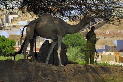 Egypt, Aswan, west bank, nubian countryside, young men and his dromedary in front of thr well