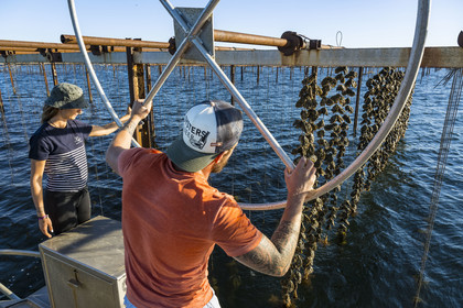 France, Herault, Etang de Thau, Meze, shellfish producers Quentin and Emmeline, suspension farming on ropes in the oyster bed
