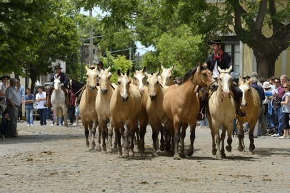 Argentine, province de Buenos Aires, San Antonio de Areco, fête du Jour de la Tradition (Dia de la Tradicion), gaucho présentant son troupeau de chevaux
