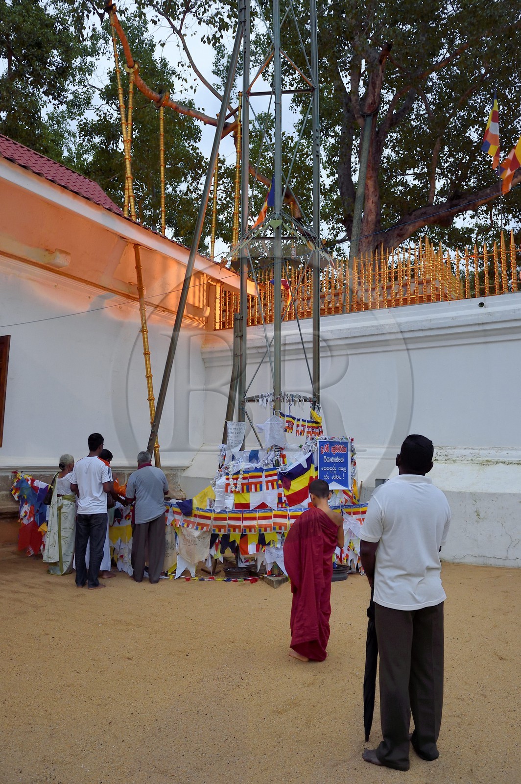 Sri Lanka, province du Centre-Nord, site d'Anuradhapura classé Patrimoine Mondial de l'UNESCO, capitale du Sri Lanka au IIIe siècle avant JC, le Sri Maha Bodhi est un figuier sacré, il est supposé être la branche sud de l'arbre historique Sri Maha Bodhi à Bodh Gaya en Inde sous lequel Bouddha atteint l'illumination