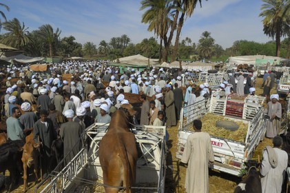 Egypte, Haute Egypte, Daraw au nord d'Assouan, marché aux vaches