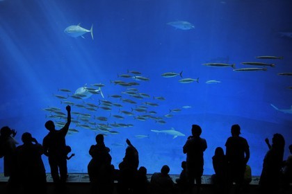 United States, California, Monterey, Monterey Bay Aquarium in Cannery Row