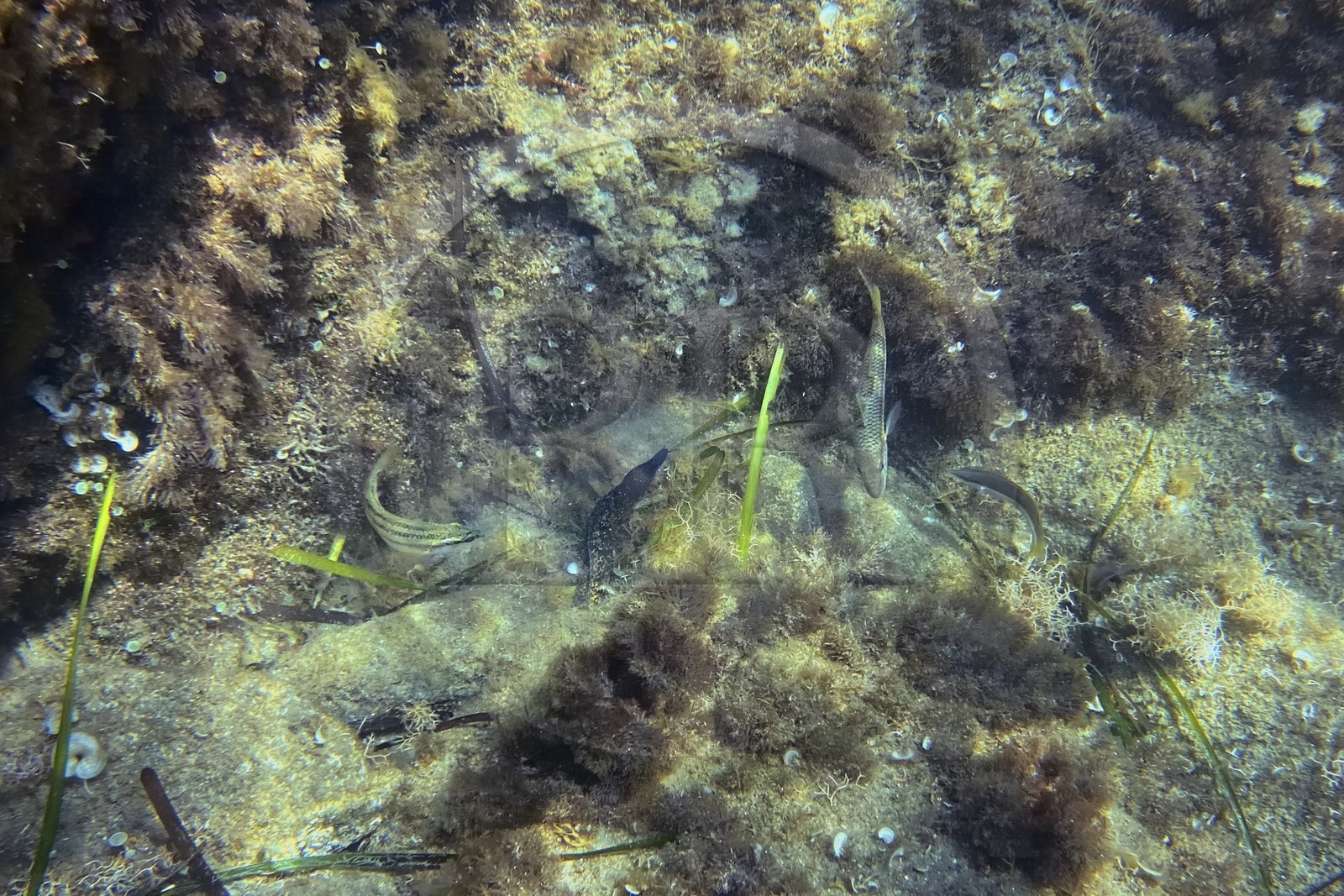 France, Var (83), Rayol-Canadel-sur-Mer, Domaine du Rayol, le jardin des Méditerranées, propriété du conservatoire du littoral mention obligatoire, le sentier marin, une jeune murène entourée de poissons