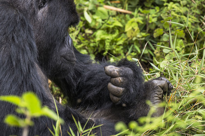 Rwanda, Province du Nord, Parc National des Volcans dans la chaine des Monts Virunga, mont Karisimbi, gorille des montagnes (Gorilla beringei beringei) du groupe Susa