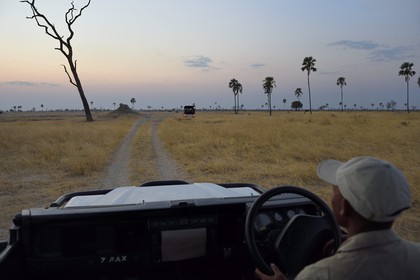 Zimbabwe, Matabeleland North Province, Hwange National Park, discovering the wildlife of the savannah on a track at dusk