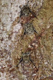 Nicaragua, Ometepe Island World Biosphere Reserve in Lake Nicaragua, marshe along the Rio Istian, proboscis bat (Rhynchonycteris naso)