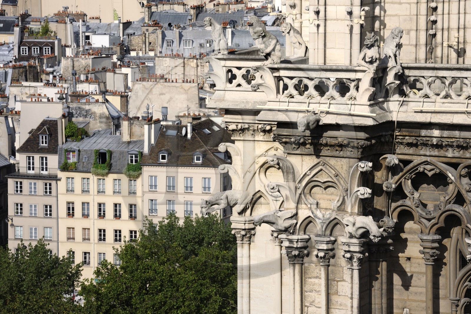 France, Paris (75), île de la Cité, la cathédrale Notre-Dame, les gargouilles et les chimères observent la ville