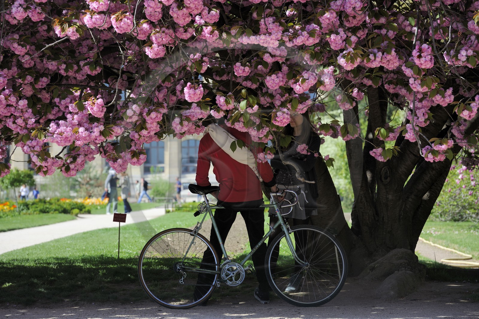 France, Paris (75), le jardin des plantes, cerisier japonais en fleurs