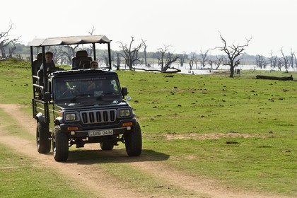 Sri Lanka, province d'Uva, Parc national d'Uda Walawe (Udawalawe National Park), safari en 4x4, les arbres morts en arrière plan sont immergés sous l'eau pendant les pluies de mousson