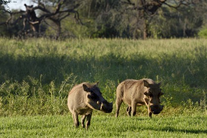 Namibie, région de Khomas, nord de Windhoek, Okapuka Ranch, phacochères (Phacochoerus africanus)
