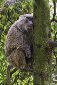 Rwanda, Province de l’Ouest, Nyakabuye, Parc national de Nyungwe, forêt tropicale humide naturelle de Cyamudongo, babouin olive (Papio anubis)