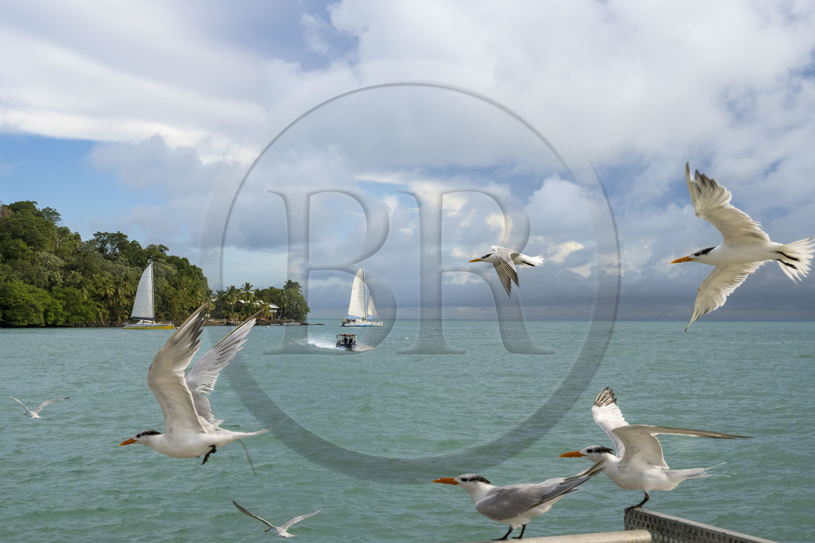 France, Guyane, Kourou, Iles du Salut, Ile Royale, sterne royale (Thalasseus maximus)