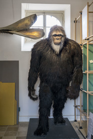France, Côte-d'Or (21), Montbard, Musée Parc Buffon, des espèces imaginaires sont aussi exposées dont le yéti en grandeur nature (supposée)